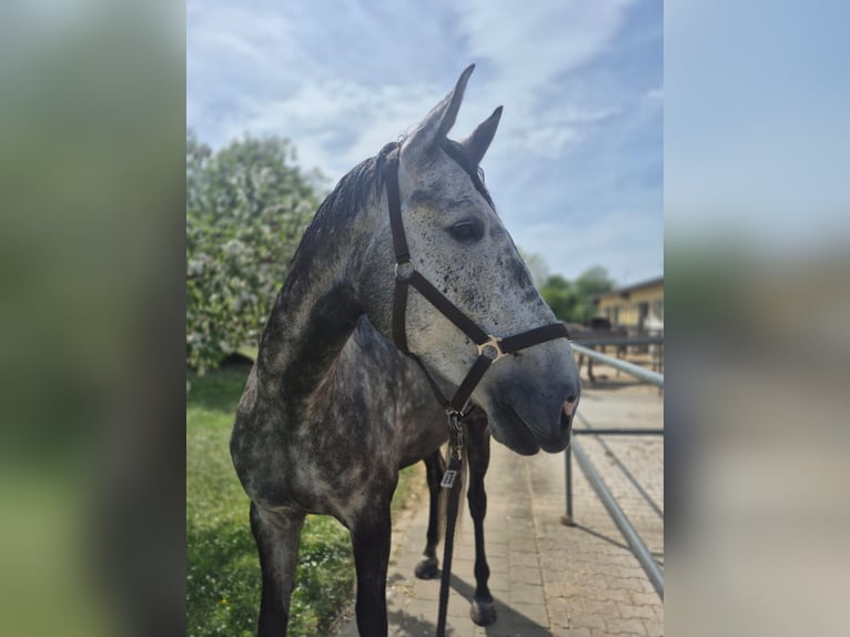 Oldenburger Springpferd Wallach 6 Jahre 183 cm Rappschimmel in Wemding