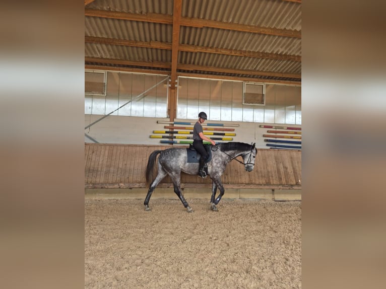 Oldenburger Springpferd Wallach 6 Jahre 183 cm Rappschimmel in Wemding