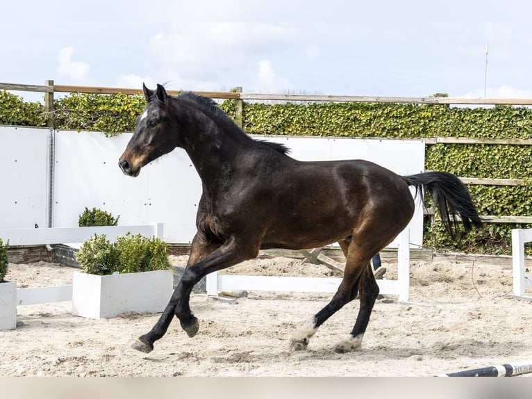 Oldenburger Springpferd Wallach 6 Jahre Brauner in Waddinxveen