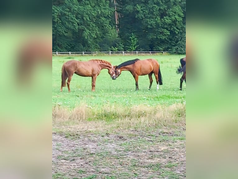 Oldenburger Springpferd Wallach 7 Jahre 160 cm Brauner in Bramsche