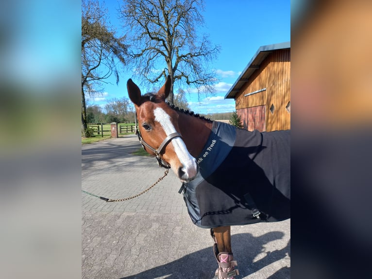 Oldenburger Springpferd Wallach 7 Jahre 160 cm Brauner in Bramsche