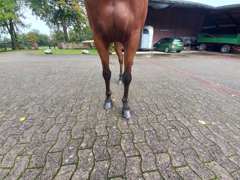 Oldenburger Springpferd Wallach 7 Jahre 160 cm Brauner in Bramsche