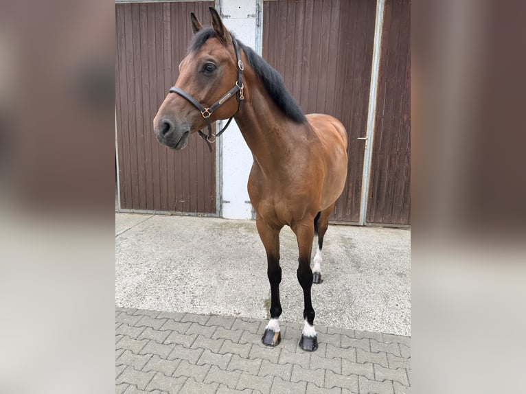 Oldenburger Springpferd Wallach 7 Jahre 161 cm Brauner in Ellwangen (Jagst)