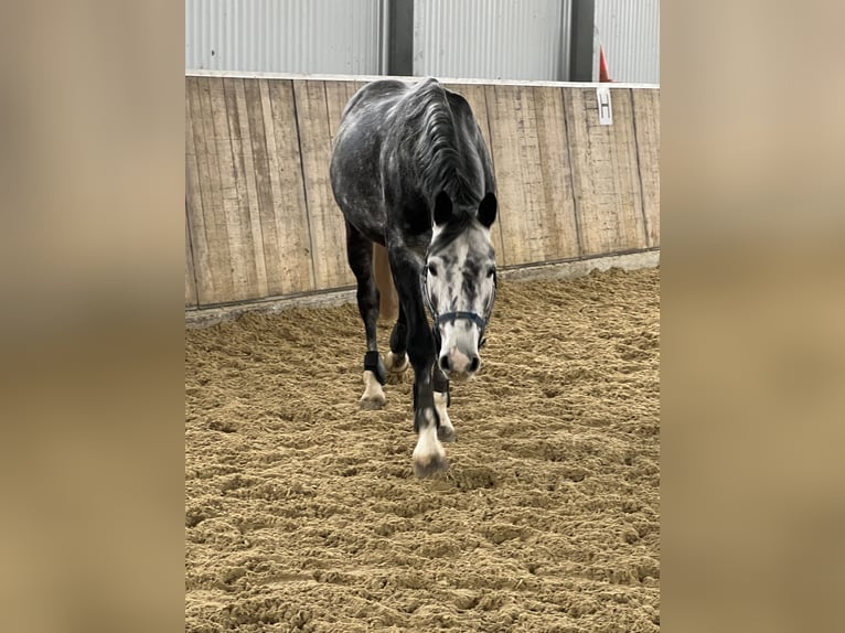 Oldenburger Springpferd Wallach 7 Jahre 162 cm Rappschimmel in Brakel