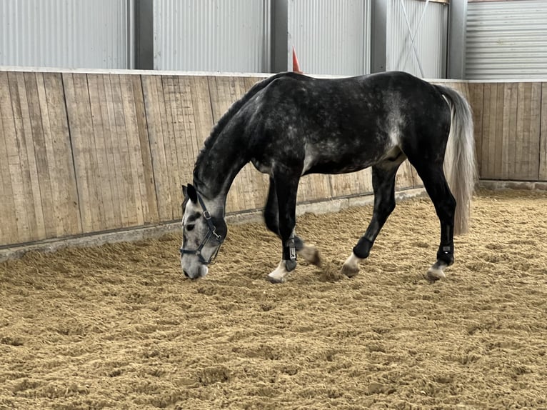 Oldenburger Springpferd Wallach 7 Jahre 162 cm Rappschimmel in Brakel
