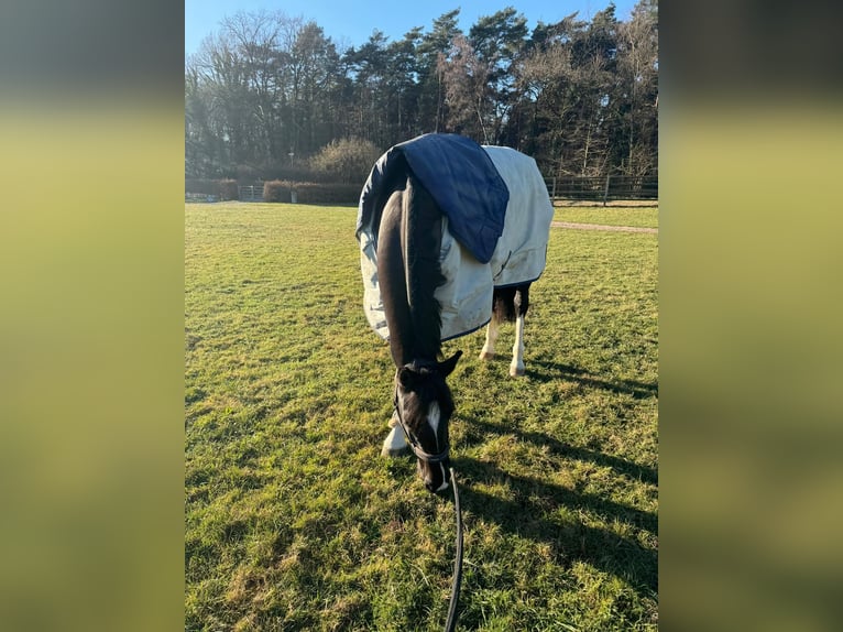 Oldenburger Springpferd Wallach 7 Jahre 163 cm Dunkelbrauner in Hennef