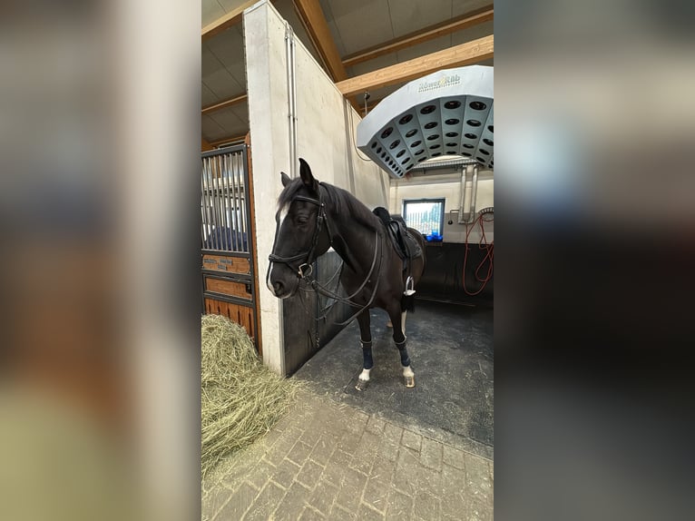 Oldenburger Springpferd Wallach 7 Jahre 163 cm Dunkelbrauner in Hennef