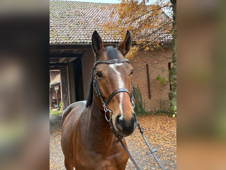 Oldenburger Springpferd Wallach 7 Jahre 164 cm Dunkelbrauner in Vierow