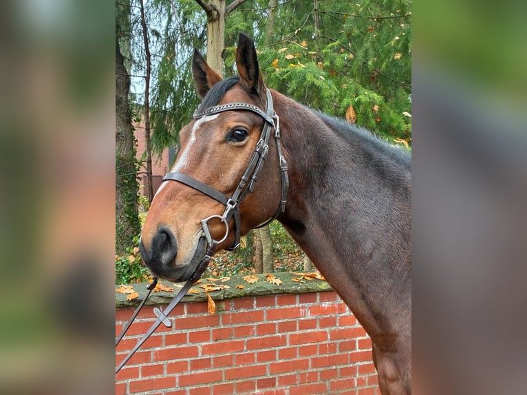 Oldenburger Springpferd Wallach 7 Jahre 164 cm Dunkelbrauner in Vierow