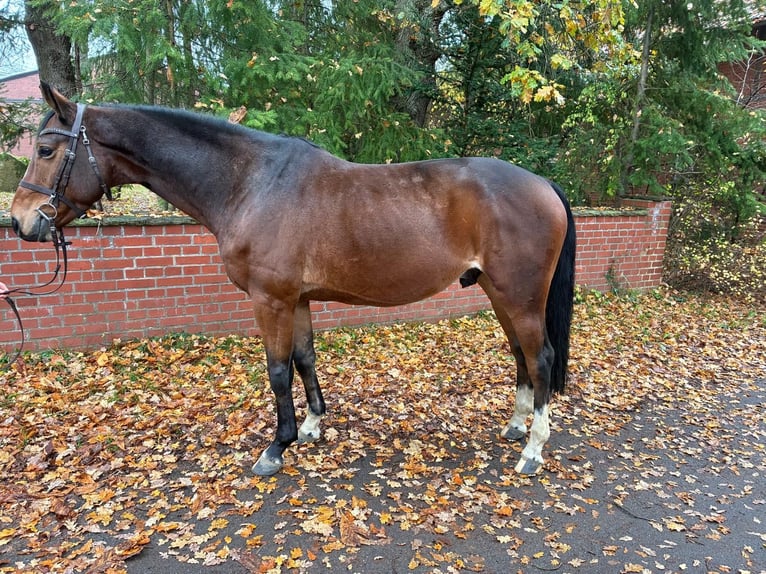 Oldenburger Springpferd Wallach 7 Jahre 164 cm Dunkelbrauner in Vierow