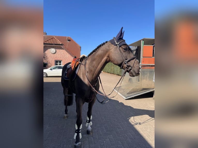 Oldenburger Springpferd Wallach 7 Jahre 164 cm Rappe in Steinfeld (Oldenburg)