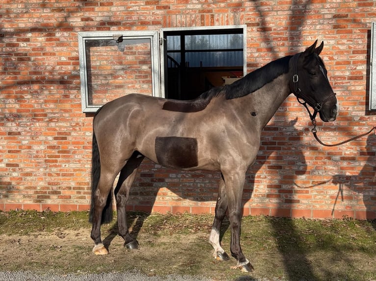 Oldenburger Springpferd Wallach 7 Jahre 164 cm Rappe in Steinfeld (Oldenburg)