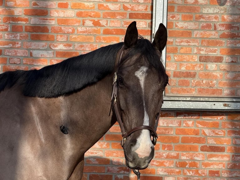 Oldenburger Springpferd Wallach 7 Jahre 164 cm Rappe in Steinfeld (Oldenburg)
