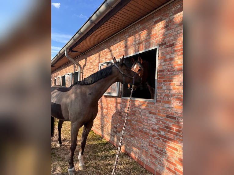 Oldenburger Springpferd Wallach 7 Jahre 164 cm Rappe in Steinfeld (Oldenburg)