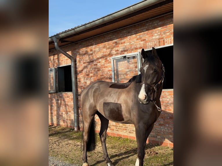 Oldenburger Springpferd Wallach 7 Jahre 164 cm Rappe in Steinfeld (Oldenburg)