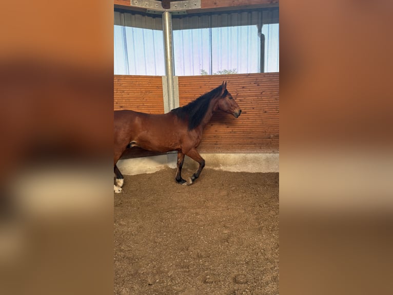 Oldenburger Springpferd Wallach 7 Jahre 165 cm Brauner in Ludwigsburg