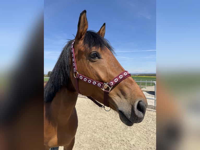 Oldenburger Springpferd Wallach 7 Jahre 165 cm Brauner in Ludwigsburg