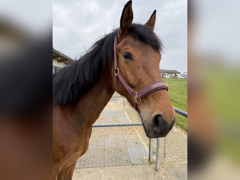 Oldenburger Springpferd Wallach 7 Jahre 165 cm Brauner in Ludwigsburg