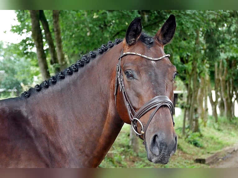 Oldenburger Springpferd Wallach 7 Jahre 165 cm Brauner in Bad W&#xF6;rishofen
