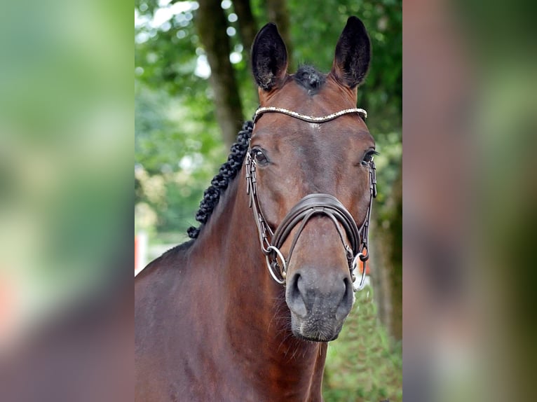 Oldenburger Springpferd Wallach 7 Jahre 165 cm Brauner in Bad W&#xF6;rishofen