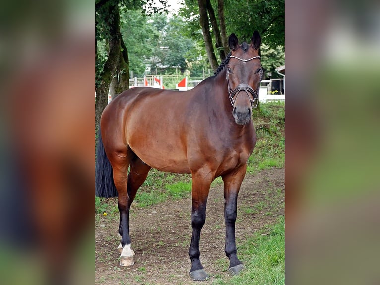 Oldenburger Springpferd Wallach 7 Jahre 165 cm Brauner in Bad W&#xF6;rishofen