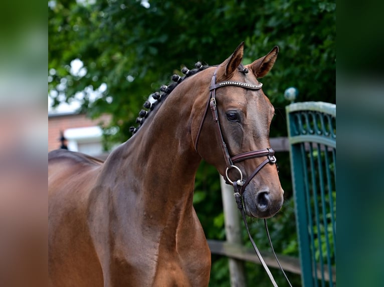 Oldenburger Springpferd Wallach 7 Jahre 165 cm Brauner in WardenburgWardenburg