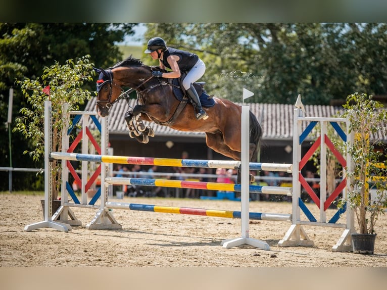 Oldenburger Springpferd Wallach 7 Jahre 165 cm Dunkelbrauner in Worms