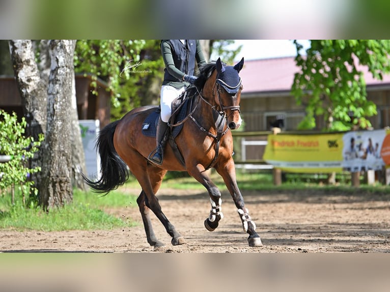Oldenburger Springpferd Wallach 7 Jahre 165 cm Dunkelbrauner in Worms