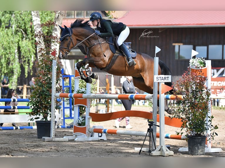 Oldenburger Springpferd Wallach 7 Jahre 165 cm Dunkelbrauner in Worms