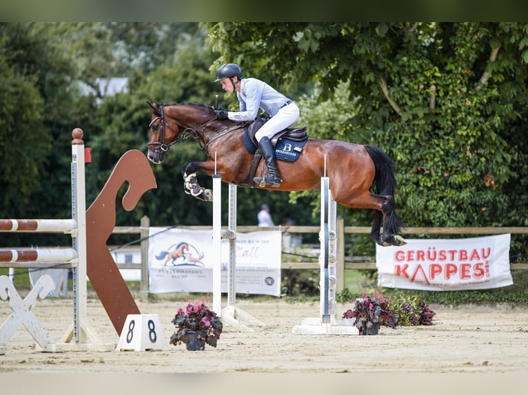 Oldenburger Springpferd Wallach 7 Jahre 165 cm Dunkelbrauner in Worms