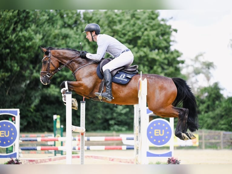 Oldenburger Springpferd Wallach 7 Jahre 165 cm Dunkelbrauner in Worms