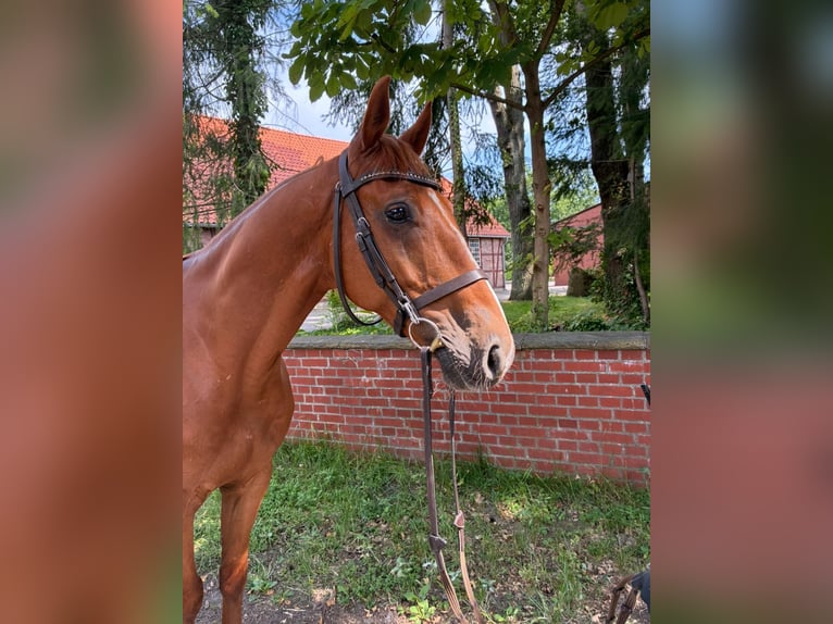 Oldenburger Springpferd Wallach 7 Jahre 165 cm Fuchs in Lachendorf