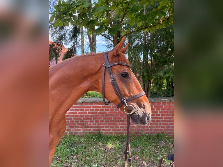 Oldenburger Springpferd Wallach 7 Jahre 165 cm Fuchs in Lachendorf