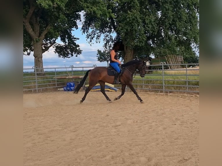 Oldenburger Springpferd Wallach 7 Jahre 165 cm Schwarzbrauner in Sinsheim