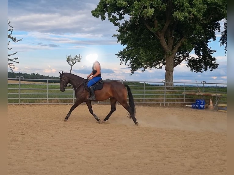 Oldenburger Springpferd Wallach 7 Jahre 165 cm Schwarzbrauner in Sinsheim