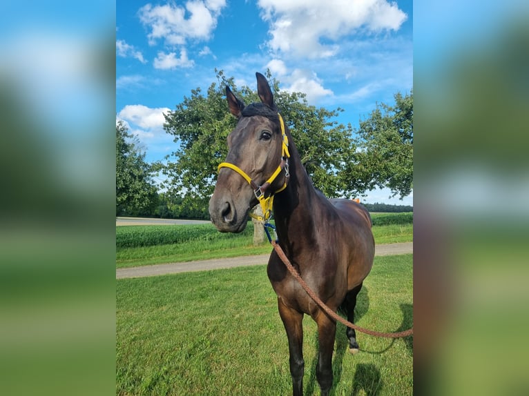Oldenburger Springpferd Wallach 7 Jahre 165 cm Schwarzbrauner in Sinsheim
