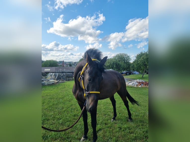 Oldenburger Springpferd Wallach 7 Jahre 165 cm Schwarzbrauner in Sinsheim