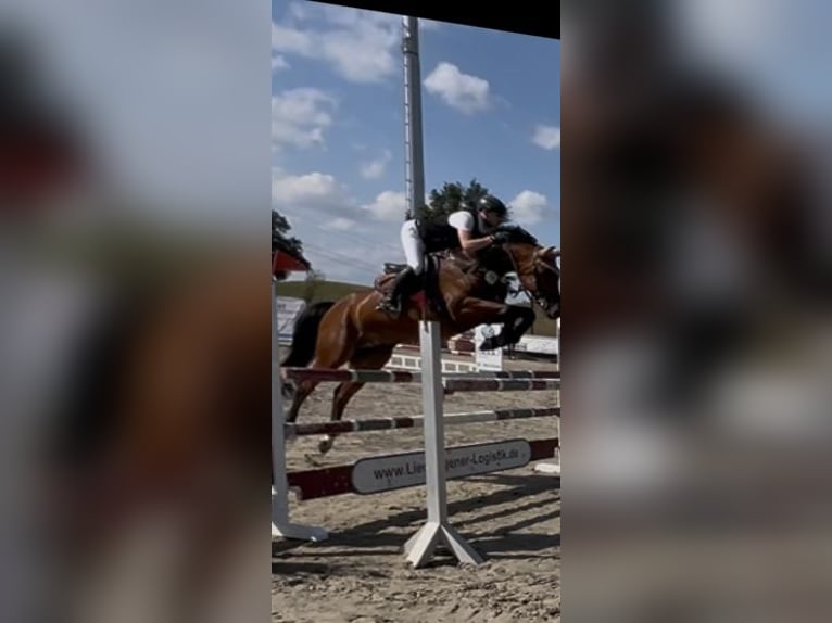 Oldenburger Springpferd Wallach 7 Jahre 166 cm Brauner in Arnsberg