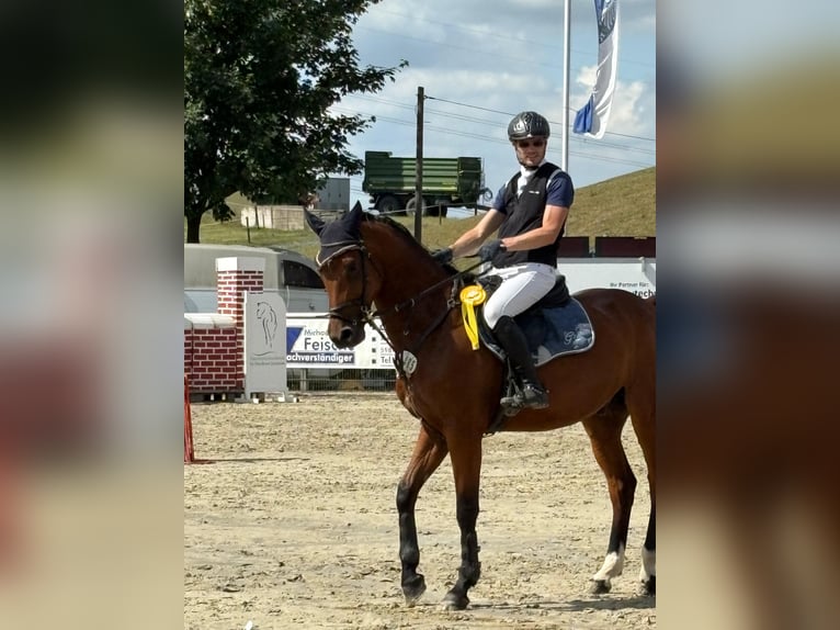 Oldenburger Springpferd Wallach 7 Jahre 166 cm Brauner in Arnsberg