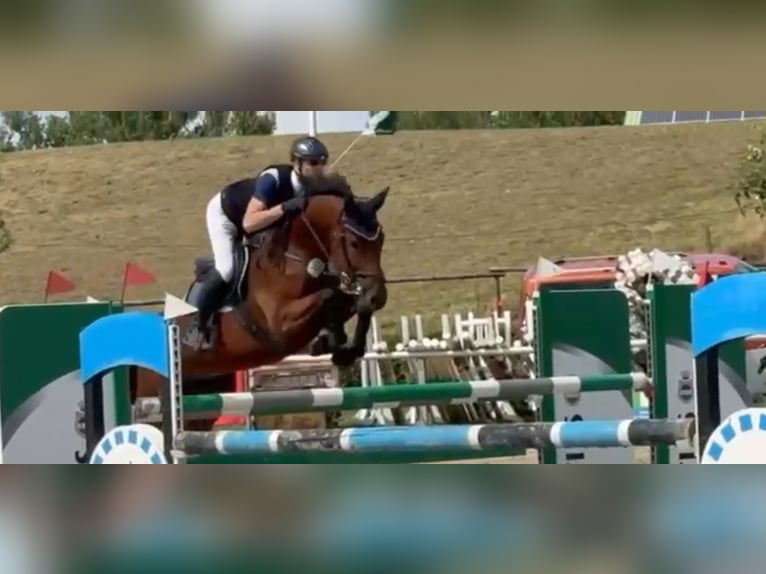 Oldenburger Springpferd Wallach 7 Jahre 166 cm Brauner in Arnsberg