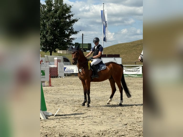 Oldenburger Springpferd Wallach 7 Jahre 166 cm Brauner in Arnsberg
