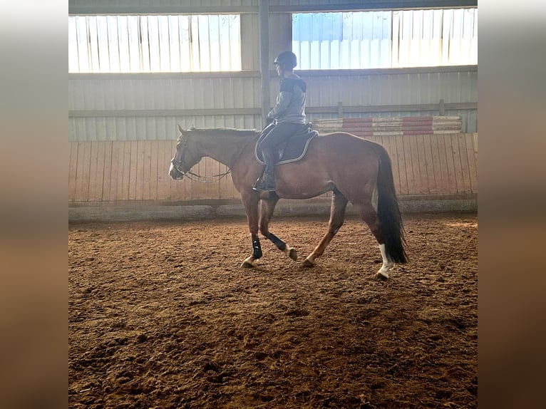 Oldenburger Springpferd Wallach 7 Jahre 166 cm Fuchs in Ehningen