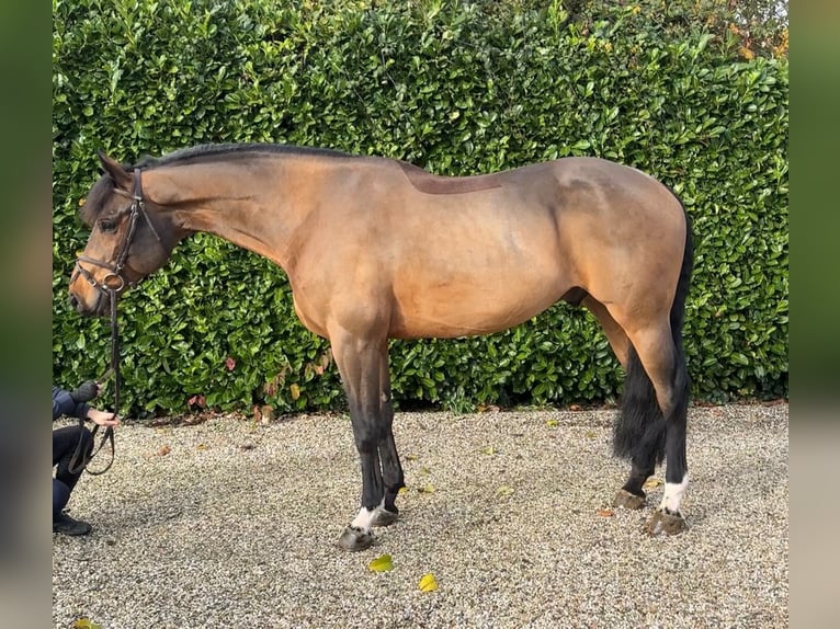 Oldenburger Springpferd Wallach 7 Jahre 167 cm Brauner in Bocholtz