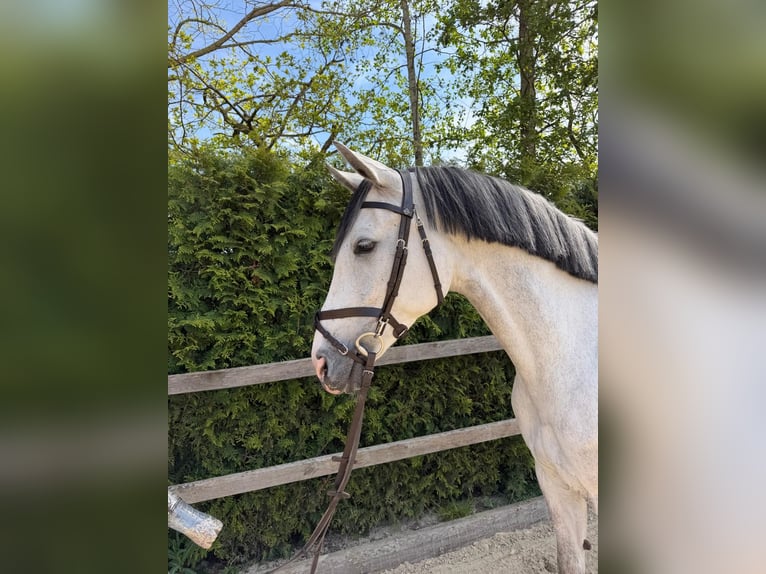 Oldenburger Springpferd Wallach 7 Jahre 167 cm Schimmel in Lohne (Oldenburg)