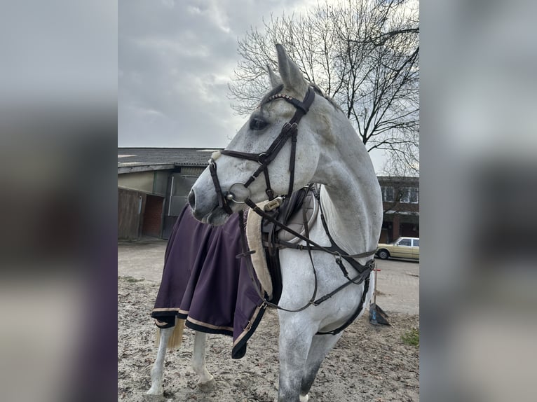 Oldenburger Springpferd Wallach 7 Jahre 168 cm Apfelschimmel in Wunstorf