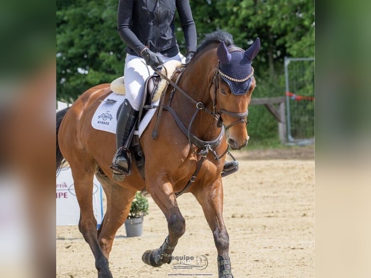 Oldenburger Springpferd Wallach 7 Jahre 168 cm Brauner in Uedem