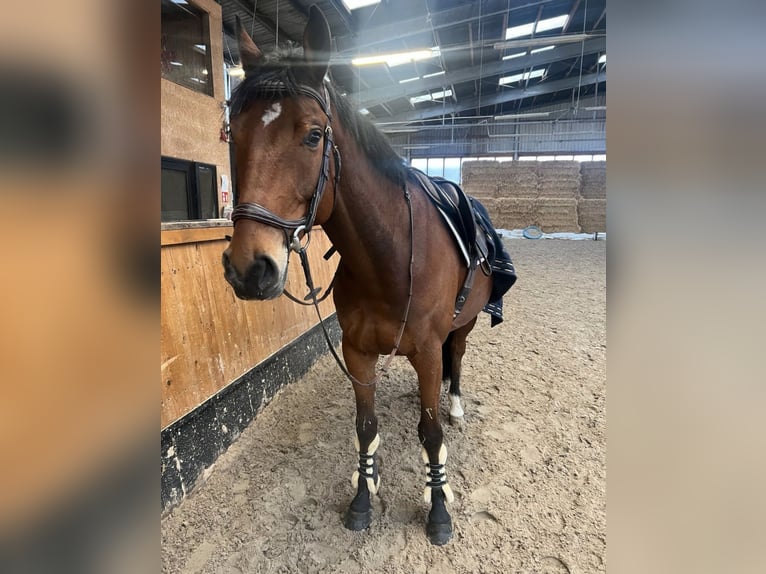 Oldenburger Springpferd Wallach 7 Jahre 168 cm Brauner in Uedem