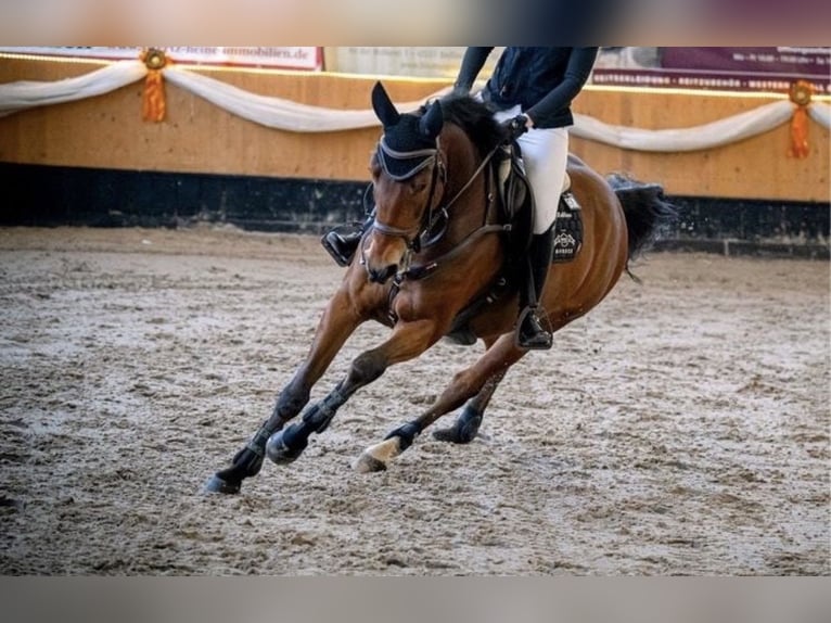 Oldenburger Springpferd Wallach 7 Jahre 168 cm Brauner in Uedem