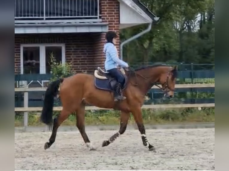 Oldenburger Springpferd Wallach 7 Jahre 168 cm Brauner in Uedem
