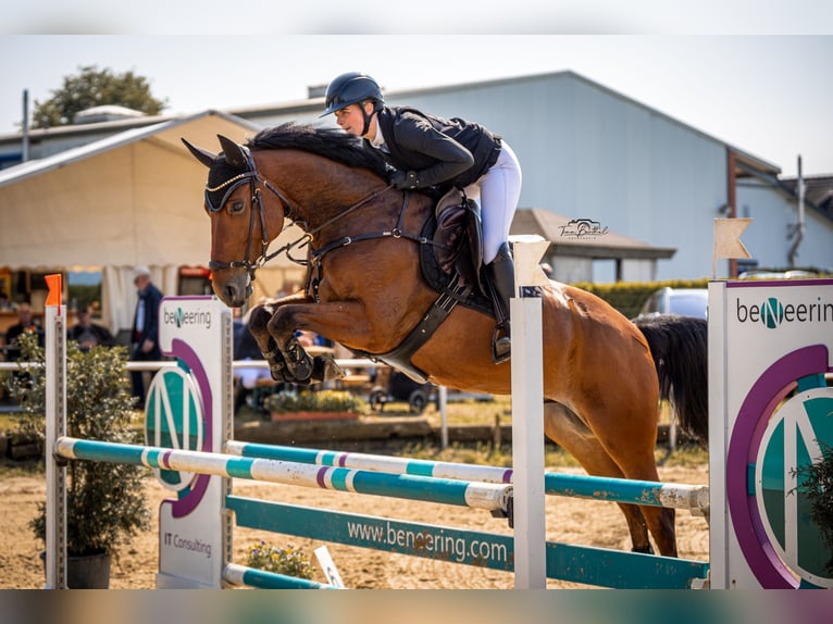Oldenburger Springpferd Wallach 7 Jahre 168 cm Brauner in Uedem
